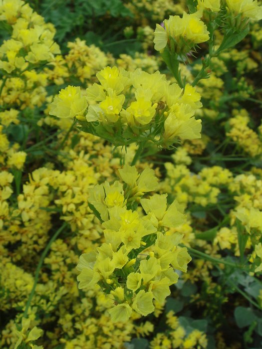 Limonium sinuatum 'Forever Gold' fleur